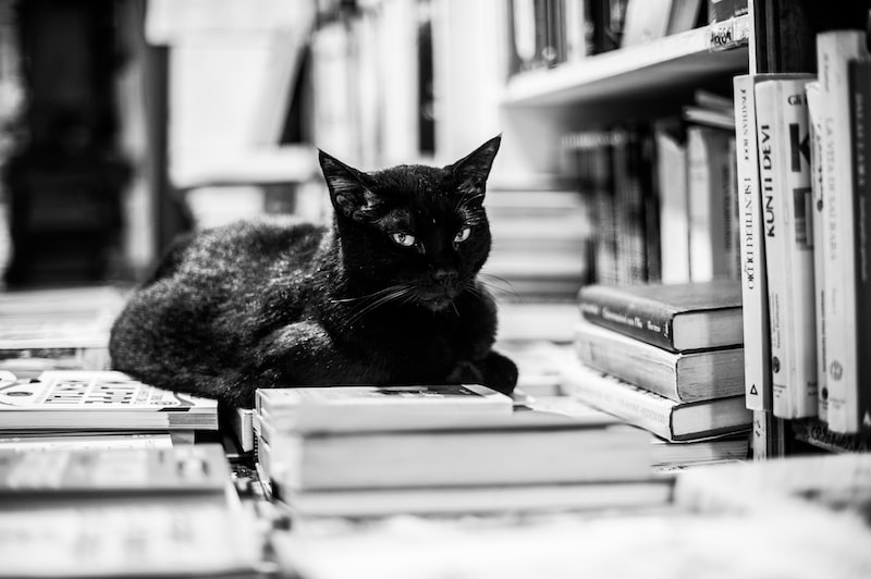 Çelebi İsmi ve Kitap ve Yayıncılık Çelebi İsmi ve Kitap ve Yayıncılık